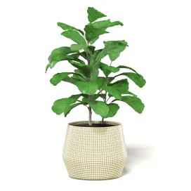 Figplant